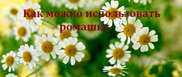 Как можно использовать ромашку